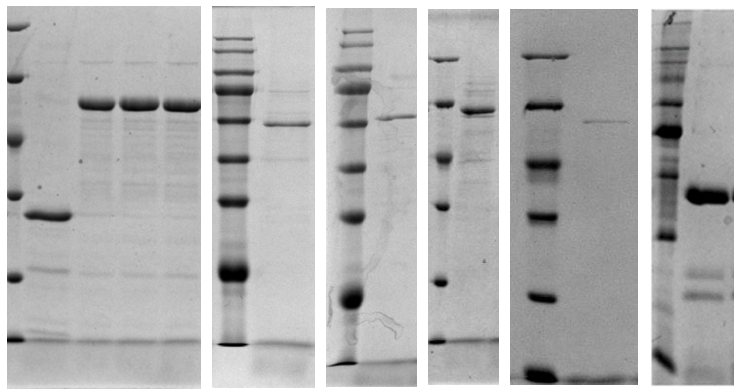j9.com|ҽҩ|齺ԭ|unicollagen